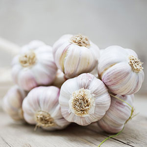 Garlic